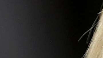 Ivanka Trump retuiteó el mensaje de un político inglés.