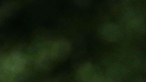 Donald Trump. Getty Images