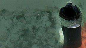 El pulpo gigante de 70 libras liberado por el mercado de pescado.