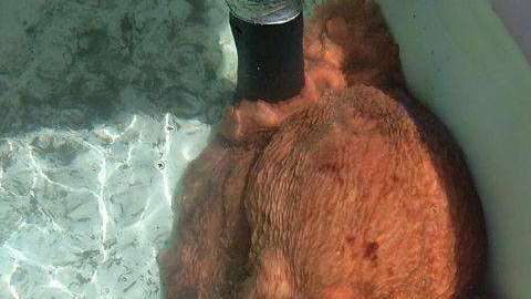 El pulpo gigante de 70 libras liberado por el mercado de pescado.