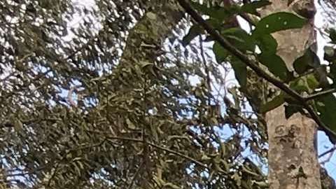 La lava avanza en la nueva fisura que se abrió el sábado.