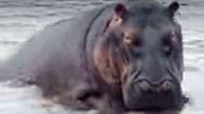 El encuentro sucedió en el Parque Nacional Kruger en Sudáfrica.