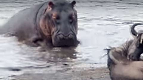 El encuentro sucedió en el Parque Nacional Kruger en Sudáfrica.