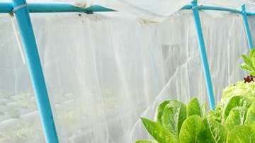 El cultivo hidropónico no es una nueva técnica y existen estudios al respecto que datan de 1627.