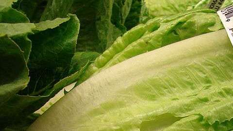 El brote de E. coli ha sido vinculado con la lechuga romana cultivada en Yuma, Arizona.