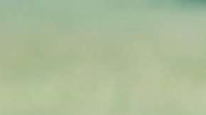 Al león lo mataron durante el ataque.