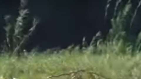 Un topetazo del búfalo y el león salta por el aire.