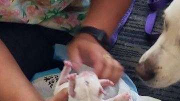 Ellie es una perra de rescate y su parto fue compartido en Twitter.