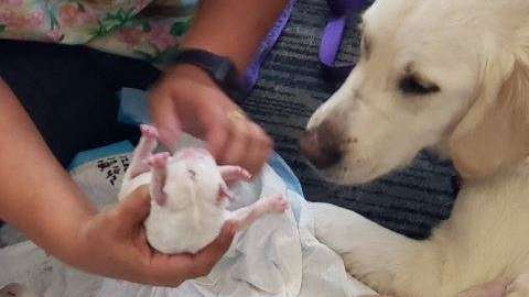 Ellie es una perra de rescate y su parto fue compartido en Twitter.