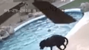 La cámara de seguridad captó el emocionante momento.