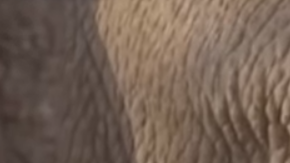 Victoria ha sido inseminada  artificialmente con éxito.