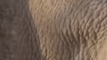 Victoria ha sido inseminada  artificialmente con éxito.