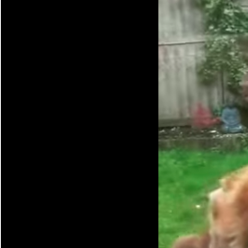 Este gatito les lleva flores a los vecinos todos los días.