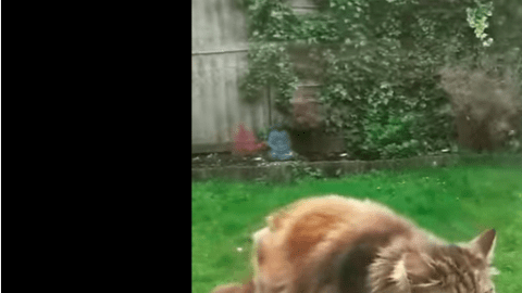 Este gatito les lleva flores a los vecinos todos los días.