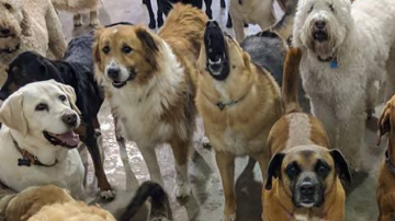 La foto parece tomada por  Rouge, un labrador.
