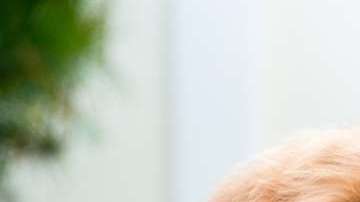 Cualquiera de estos perros le darían tranquilidad a Trump.