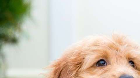 Cualquiera de estos perros le darían tranquilidad a Trump.