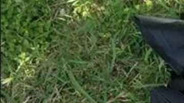 El animal fue hallado dentro de este bolso