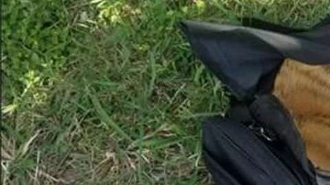 El animal fue hallado dentro de este bolso