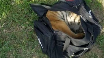 El animal fue hallado dentro de este bolso