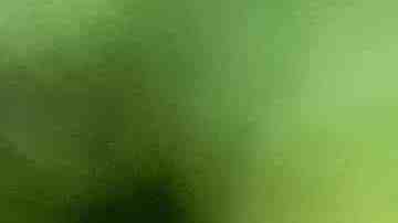 Las tortugas marinas están amenazadas.