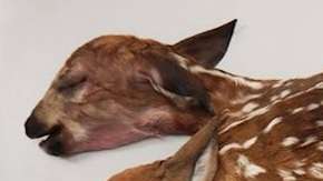 Su anatomía indica que nunca habrían podido sobrevivir, según los expertos