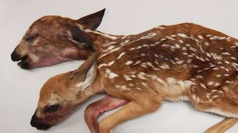 Su anatomía indica que nunca habrían podido sobrevivir, según los expertos