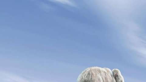 Es posible que volvamos a traer al mamut lanudo en forma de un elefante híbrido.