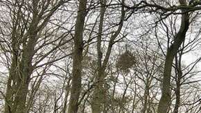 El correo de Alemania le dio al roble su propia dirección postal en 1927.