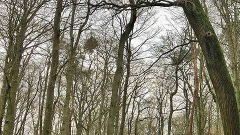 El correo de Alemania le dio al roble su propia dirección postal en 1927.