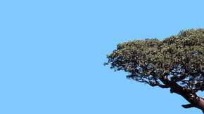 Los baobabs son uno de los íconos de la sabana africana.