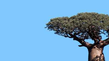 Los baobabs son uno de los íconos de la sabana africana.