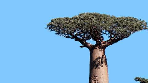 Los baobabs son uno de los íconos de la sabana africana.