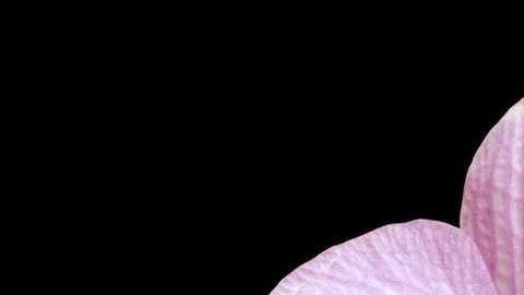 Douglas, Falopio y Vesalius son algunos de los nombres para el cuerpo de la mujer.