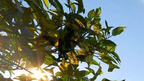 Las plantas "sexy" pueden atraer insectos dañinos a sitios alejados.