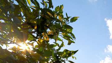 Las plantas "sexy" pueden atraer insectos dañinos a sitios alejados.
