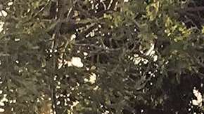 Valle de Paz se encuentra cerca de la capital de Belice, Belmopán.