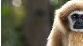 Los gibones se consideran los monos más pequeños del mundo.