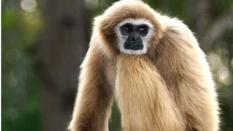 Los gibones se consideran los monos más pequeños del mundo.