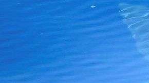 Pudieron observar de cerca al tiburón durante 70 minutos.