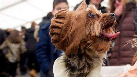 El clima y la falta de higiene hacen que proliferen estas enfermedades.