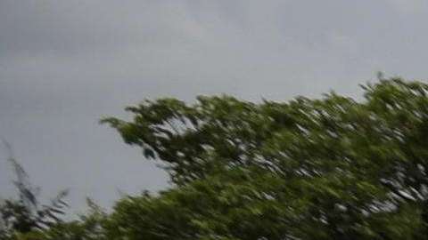 Miles de nicaragüenses participan en la "Marcha de las Flores".