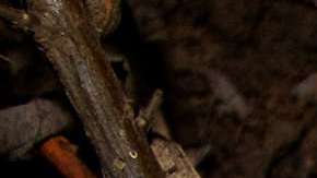 Los cachorros fueron hallados por NPS en las Montañas de Santa Monica.