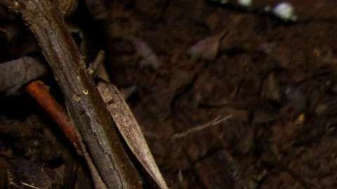 Los cachorros fueron hallados por NPS en las Montañas de Santa Monica.