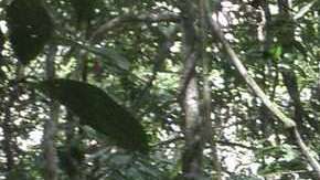 Científicos miden el terreno los efectos de la sequía en la Amazonía.