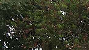 López Obrador lidera las encuestas de intención de voto en México.