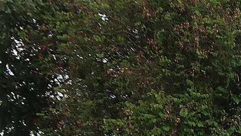 López Obrador lidera las encuestas de intención de voto en México.