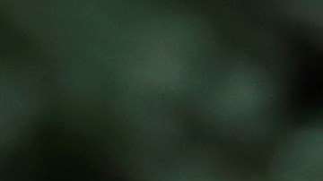 Putin y Trump en el Foro de Cooperación Económica del Asia Pacífico.