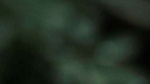 Putin y Trump en el Foro de Cooperación Económica del Asia Pacífico.