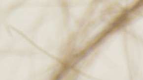 Unas cuantas gotas de aceite de argán o moroccan ayuda a prevenir que las puntas del cabello se reseque y quiebre con facilidad.